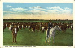 West Texas Range Herefords San Angelo, TX Postcard Postcard