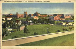 University Of California, West Wood Postcard