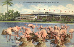 Flamingos And Nests, Hialeah Park Postcard