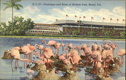 Flamingos And Nests, Hialeah Park Miami, FL Postcard Postcard