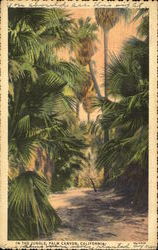 In The Jungle, Palm Canyon Palm Springs, CA Postcard Postcard