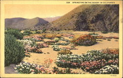 Springtime On The Desert In California Postcard
