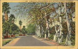 A Beautiful Drive Bordered With Native California Sycamores Postcard