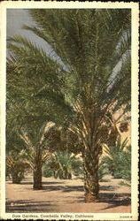 Date Gardens Coachella Valley, CA Postcard Postcard