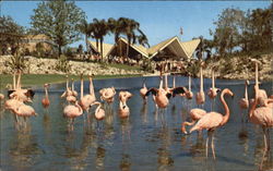 Flock Of Colorful Flamingos Keeping Cool Postcard