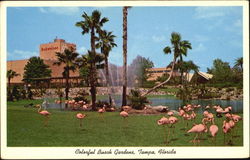 Flamingos In Colorful Busch Gardens Tampa, FL Postcard Postcard