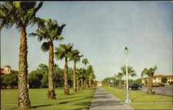 Palm Trees Scenic, TX Postcard Postcard