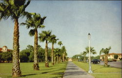 Palm Trees Scenic, TX Postcard Postcard