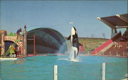Killer Whale Arlington, TX Postcard Postcard