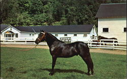 Orcland Bold Fox - Morgan Black Stallion Postcard