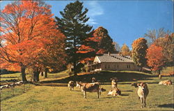 Vermont's Famous Bovines Scenic, VT Postcard Postcard