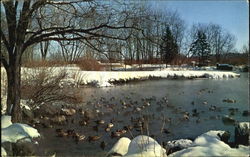 University Of Wisconsin Arboretum Postcard