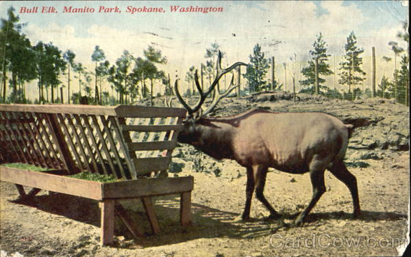 Bull Elk, Manito Park Spokane Washington