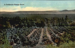 A California Orange Grove Postcard