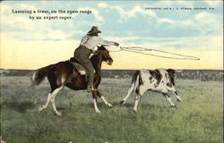 Lassoing A Steer Postcard