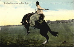Dudley Stevenson On Red Bird Dudley Stevenson On Red Bird