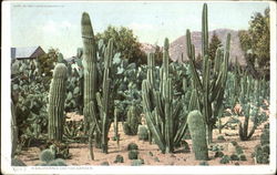 A California Cactus Garden Cactus & Desert Plants Postcard Postcard