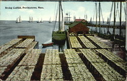 Drying Codfish Provincetown, MA Postcard Postcard