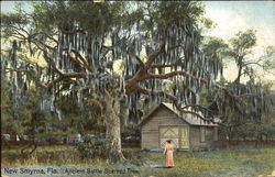 Ancient Battle Scarred Tree New Smyrna Beach, FL Postcard Postcard