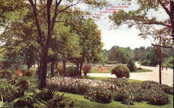 A Bit Of Landscape Gardening, Como Park Postcard