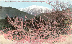 Peach Blossoms Postcard
