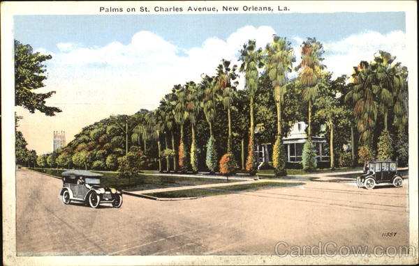 Palms On St. Charles Avenue New Orleans Louisiana
