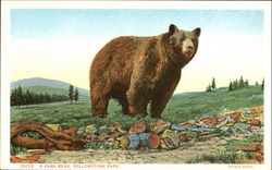 A Park Bear, Yellowstone Park Yellowstone National Park Postcard Postcard