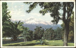 Snow And Oranges Postcard