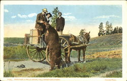 Feeding A Wild Bear Postcard