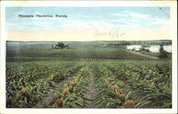 Pineapple Plantation Florida Fruit Postcard Postcard