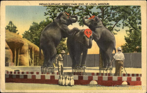 Indian Elephant, Forest Park Zoo St. Louis Missouri