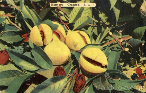 Nutmegs Grenada BWI Flowers