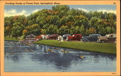 Feeding Ducks At Forest Park Springfield, MA Postcard Postcard