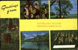 Greetings From Hickory Run State Park, Pocono Mts. White Haven, PA Postcard Postcard