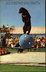 Trained Bear Performing At Ringling Bros. Postcard