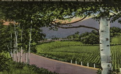 Beautiful Birches Along The Taconic Trail Postcard