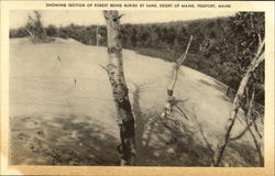 Showing Section Of Forest Being Buried By Sand Postcard