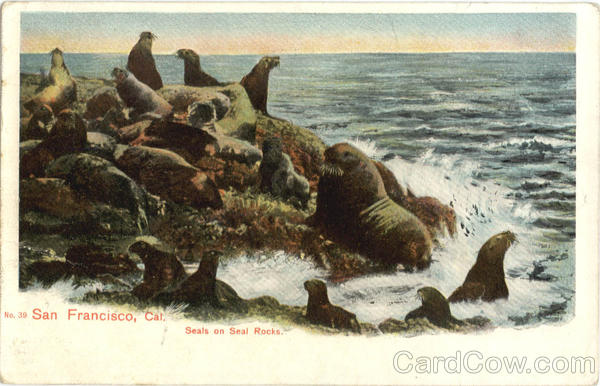 Seals on Seal Rocks San Francisco California