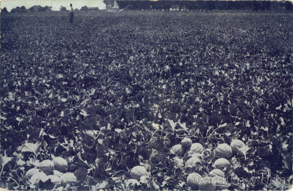 A pumpkin patch Farming