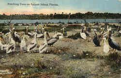 HatchingTime on Pelican Island Vero Beach, FL Postcard Postcard