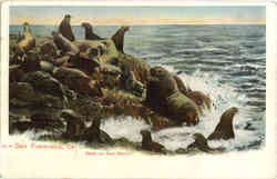 Seals on Seal Rocks San Francisco, CA Postcard Postcard
