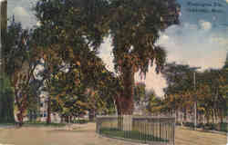Washington Elm Postcard