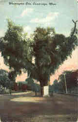 Washington Elm Postcard