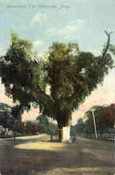 Washington Elm Postcard