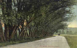 The Willows Postcard