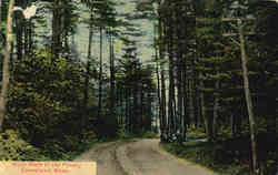 Main Walk at the Pines Groveland, MA Postcard Postcard