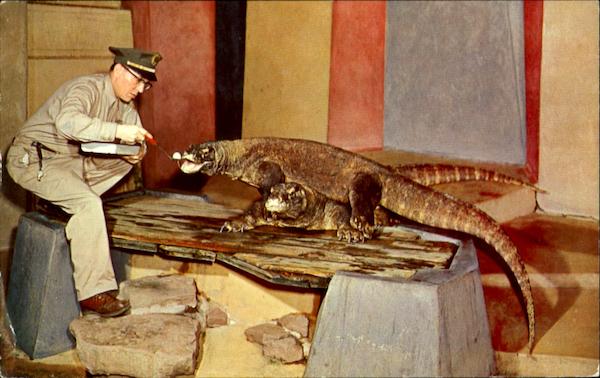 Two Real Dragon Lizards In The Bronx Zoo