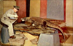 Two Real Dragon Lizards In The Bronx Zoo Postcard