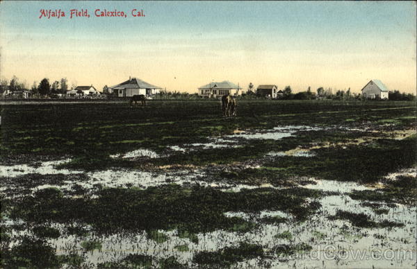 Alfalfa Field Calexico California