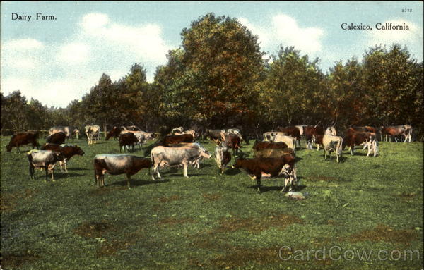 Dairy Farm Calexico California